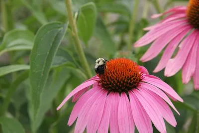 Purple coneflower with a bee