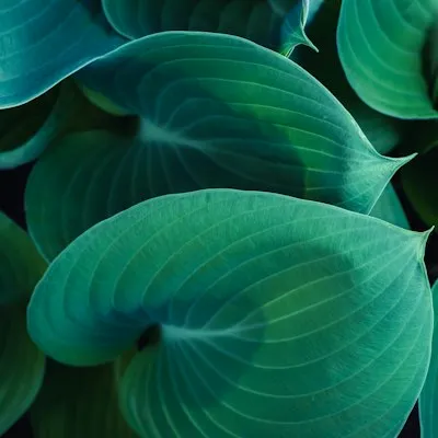 Blue-green hosta leaves
