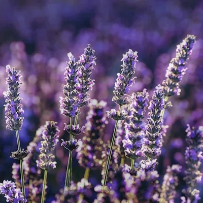 Lavender in bloom