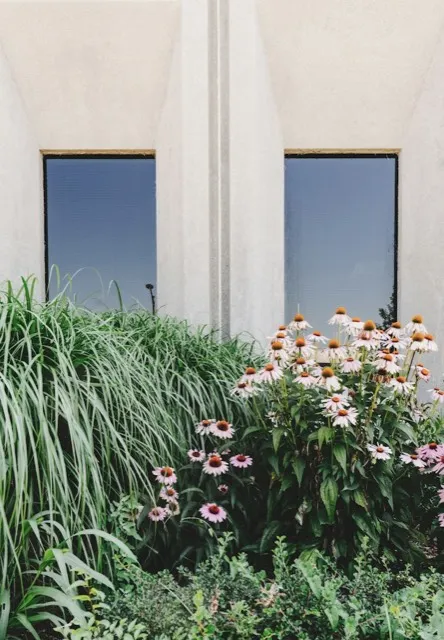 Clean modern planting of white flowers by a house