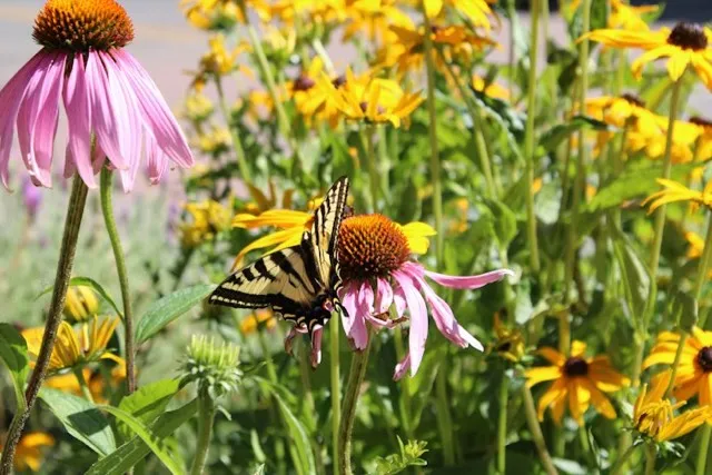 Butterfly on a purple coneflower among yellow flowers