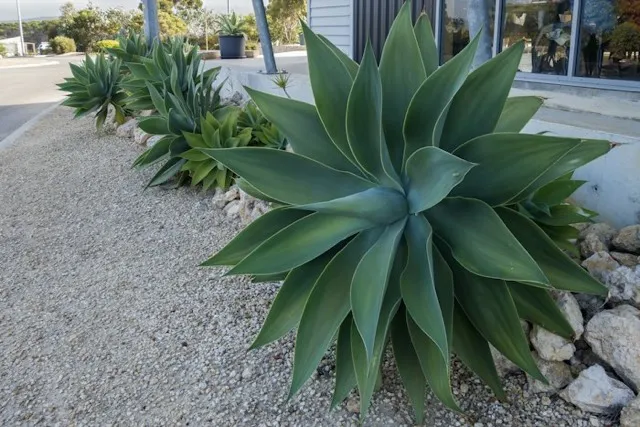 Agave plants along a gravel path